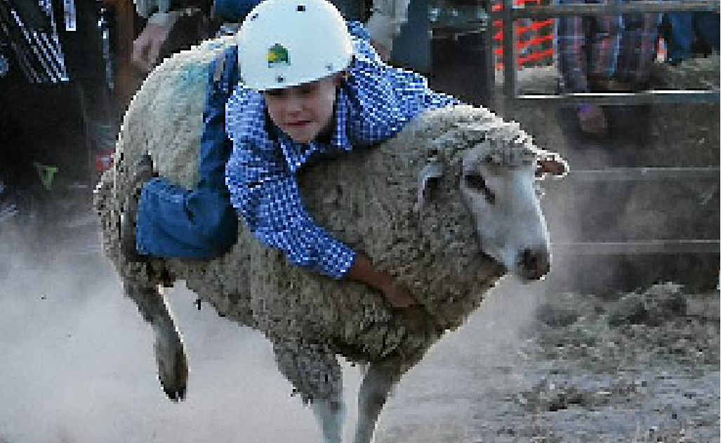 Mutton busting is on the Show program again. Mutton busting is on the Show program again.